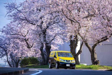 Cherry Blossoms in Honmoku