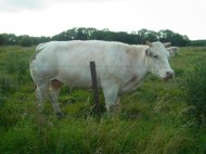 wildman-094